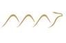Right Camel Official Logo